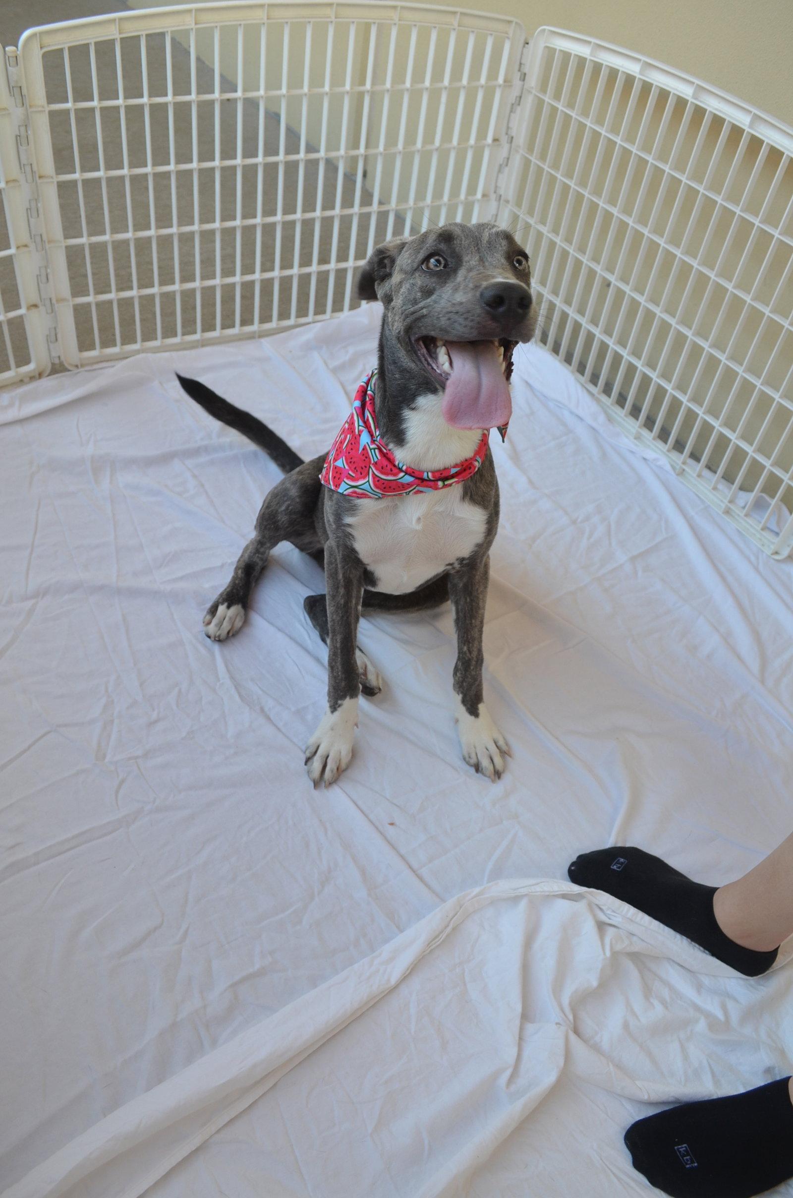 Enlarge Biscotti (In Foster), a Adoptable Mixed Breed in McKinney, TX image 2/3