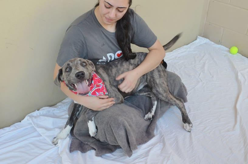 Enlarge Biscotti (In Foster), a Adoptable Mixed Breed in McKinney, TX image 3/3