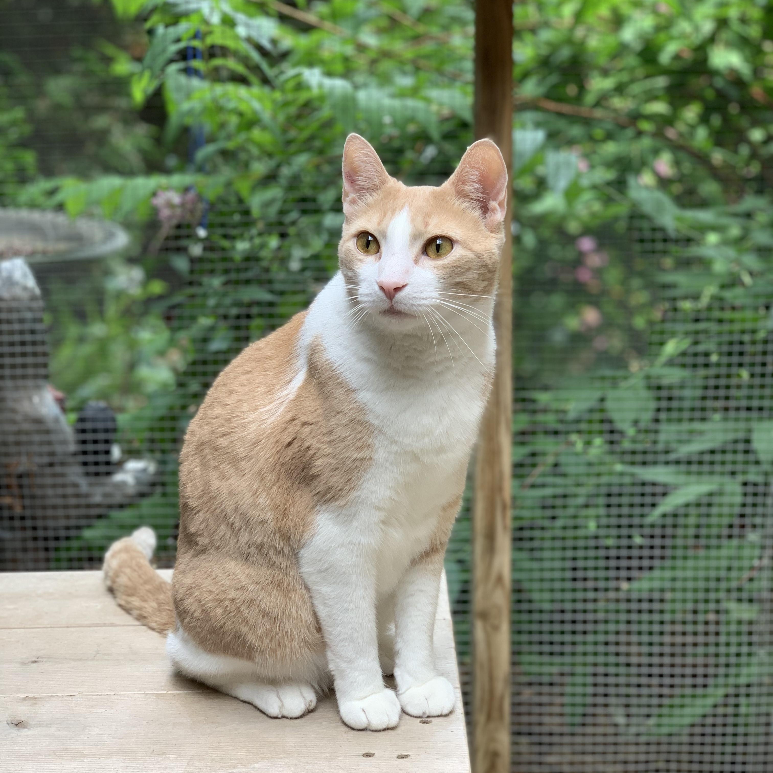 Charlie, a Adopted Domestic Short Hair in East Garafraxa, ON image 1/3