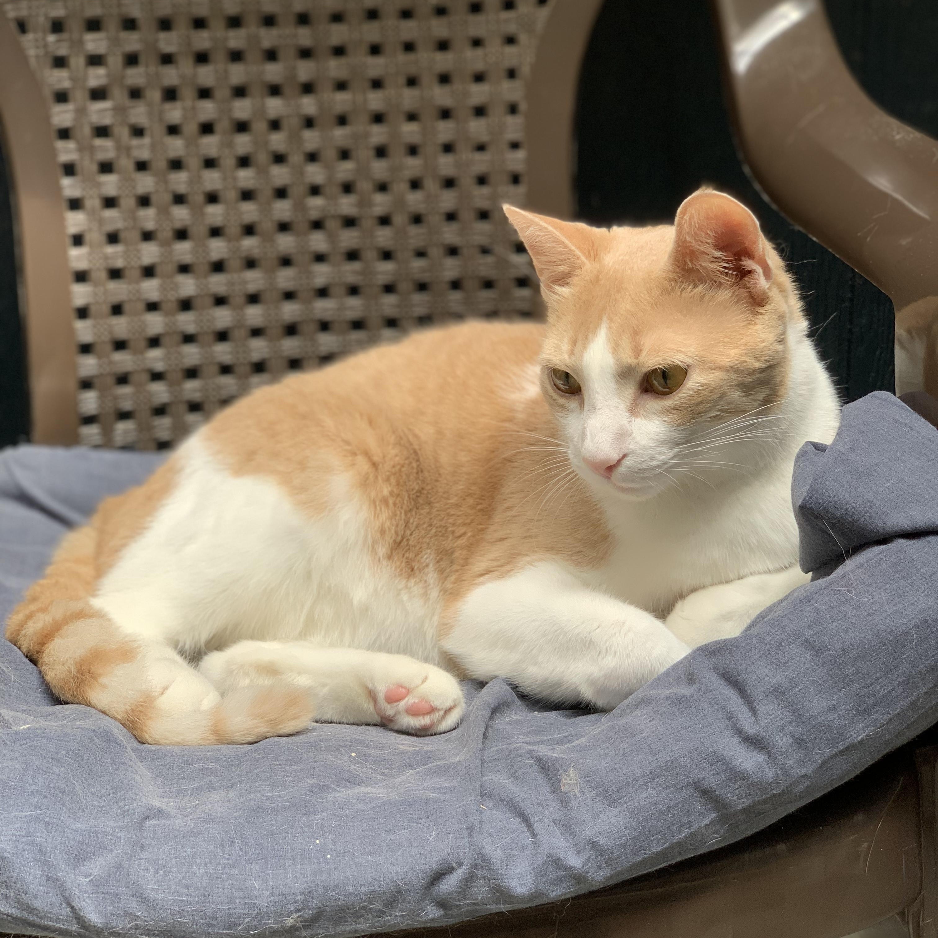 Charlie, a Adopted Domestic Short Hair in East Garafraxa, ON image 2/3