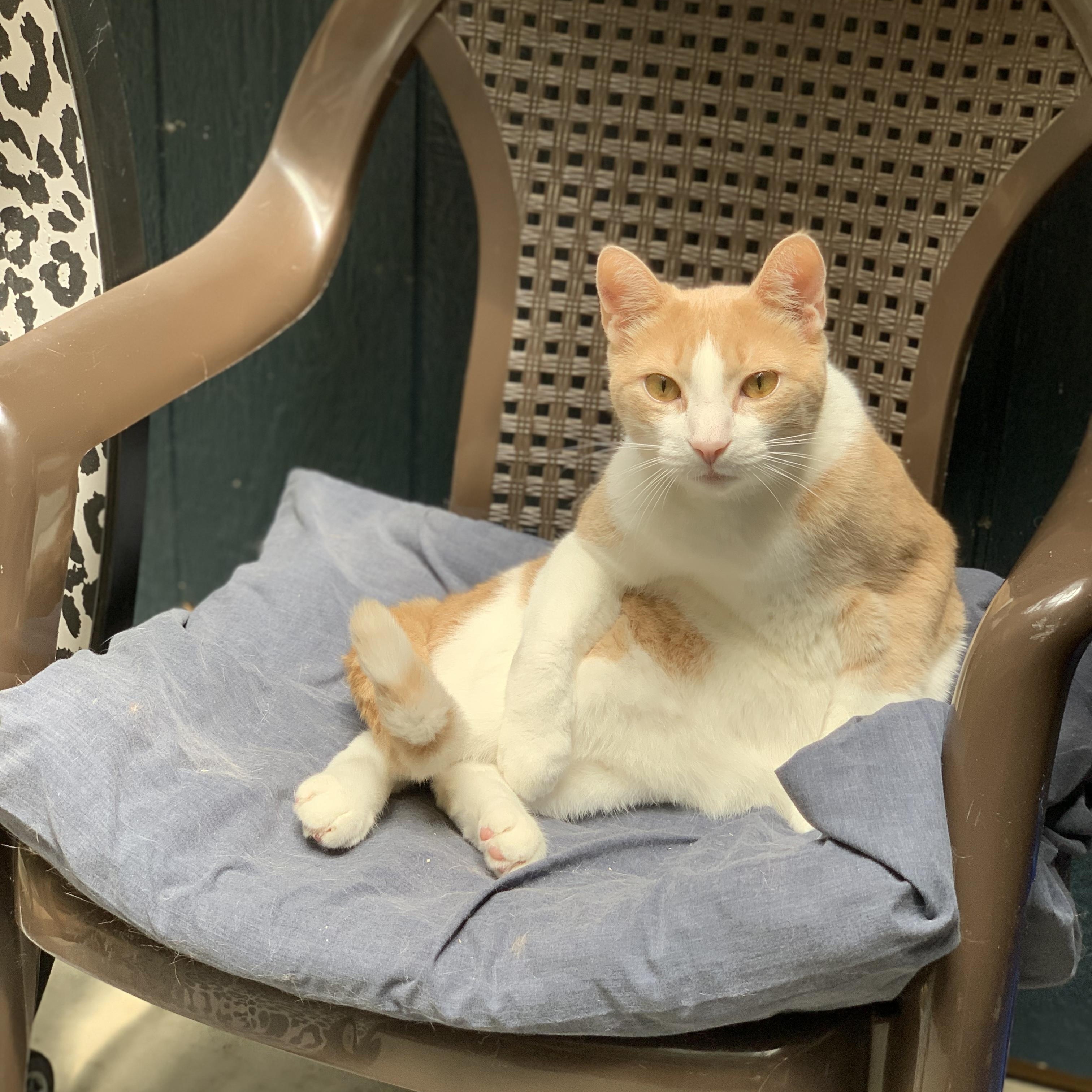 Charlie, a Adopted Domestic Short Hair in East Garafraxa, ON image 3/3