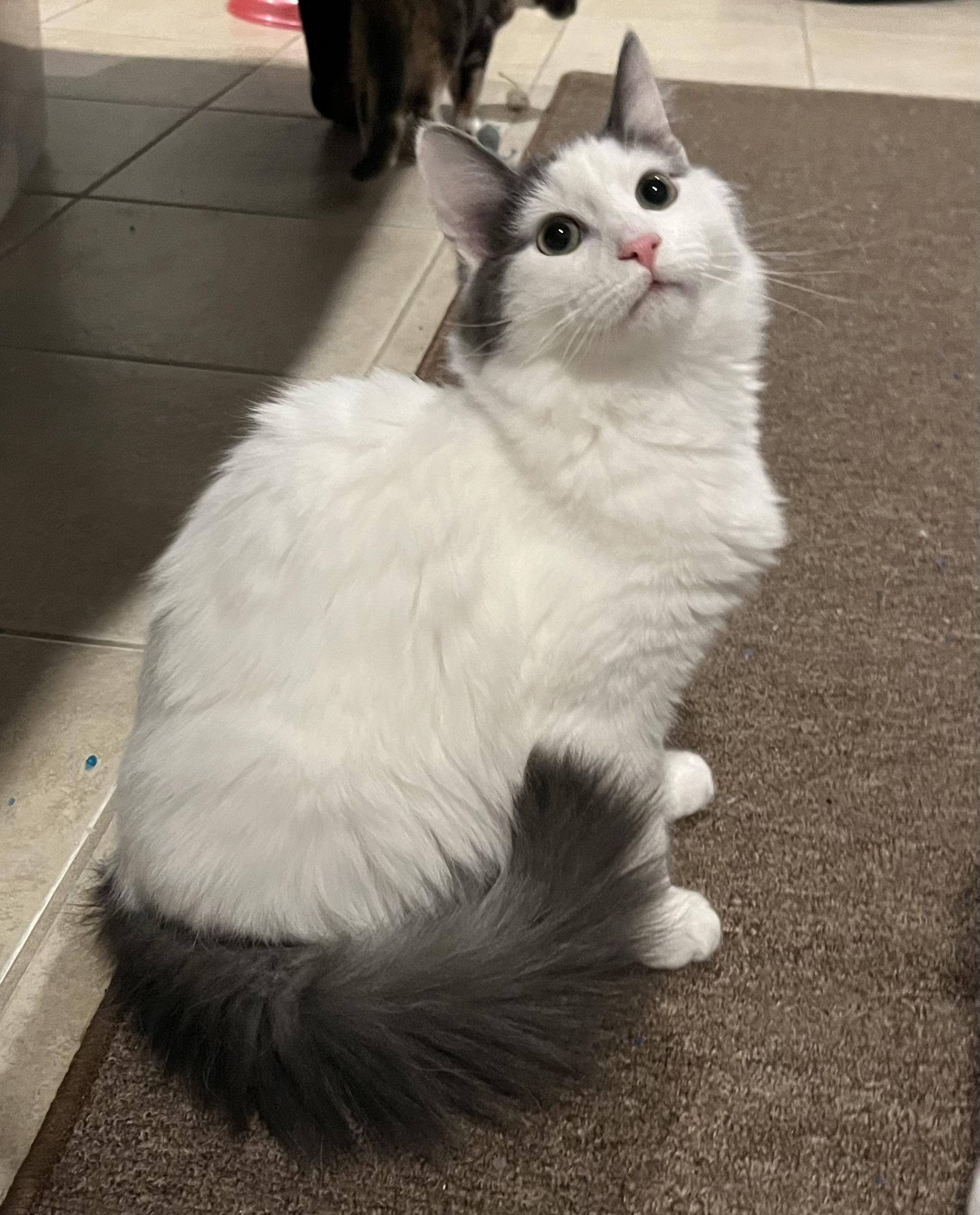 Cruise, adopted, Young Male Norwegian Forest Cat & Domestic Long Hair.