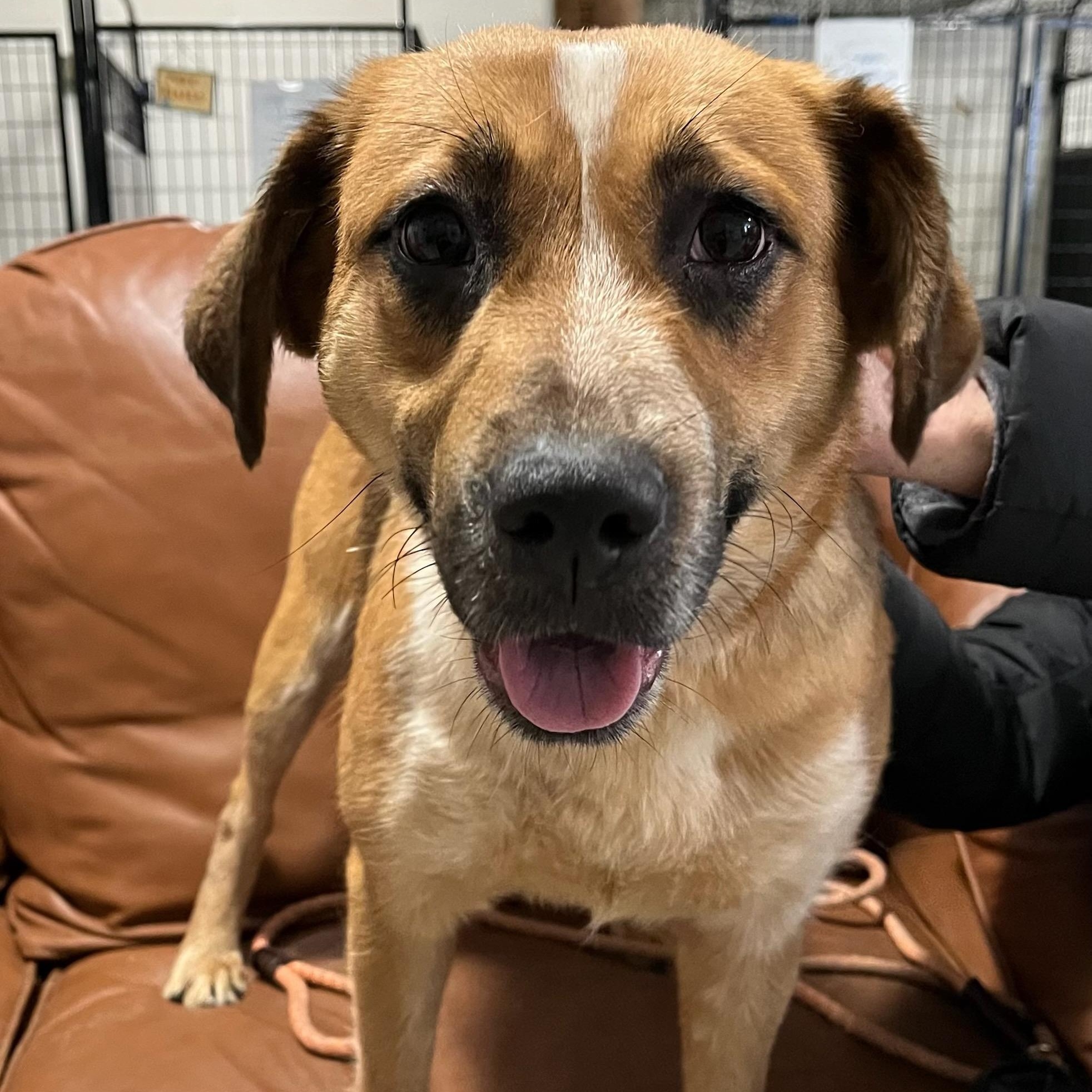 Enlarge Juno, an adopted mixed breed in Traverse City, MI image 1/1