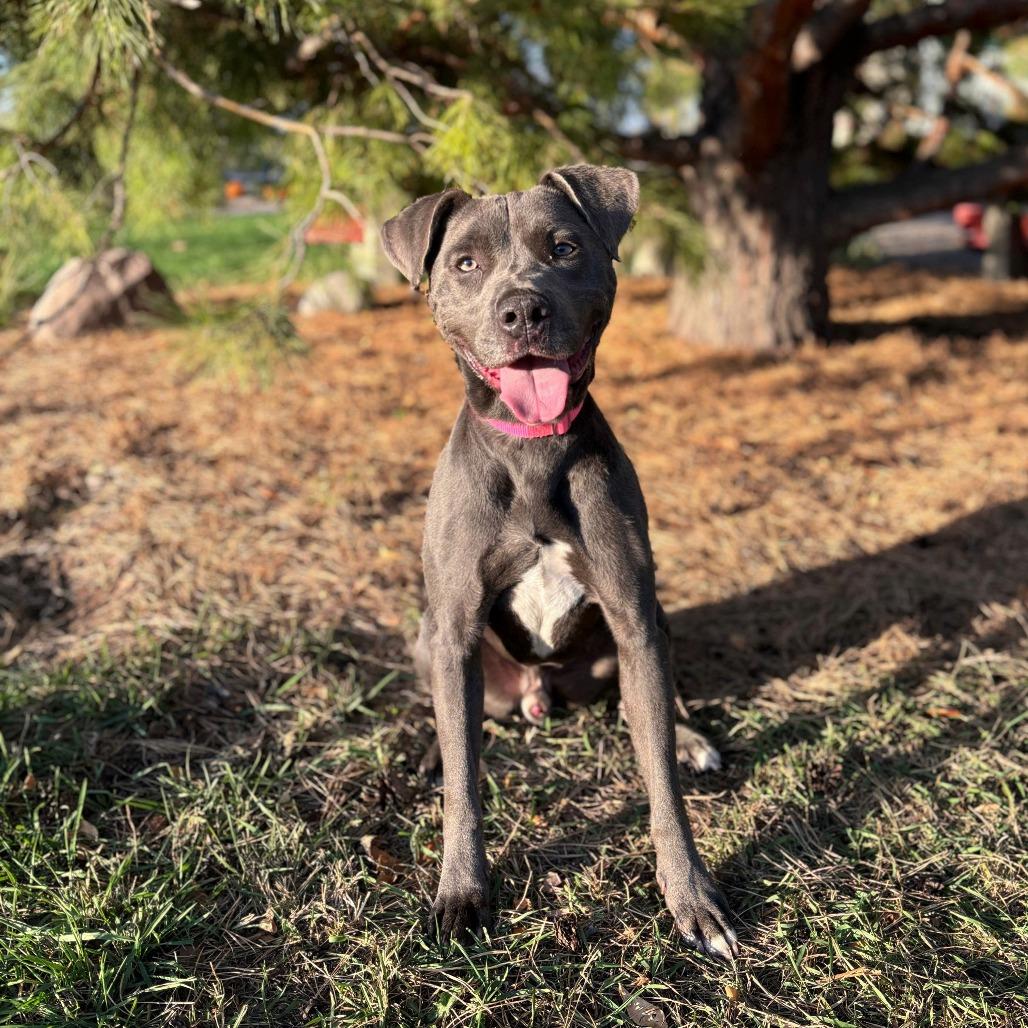 Otis, Adoptable, Adult Male Pit Bull Terrier & Great Dane.