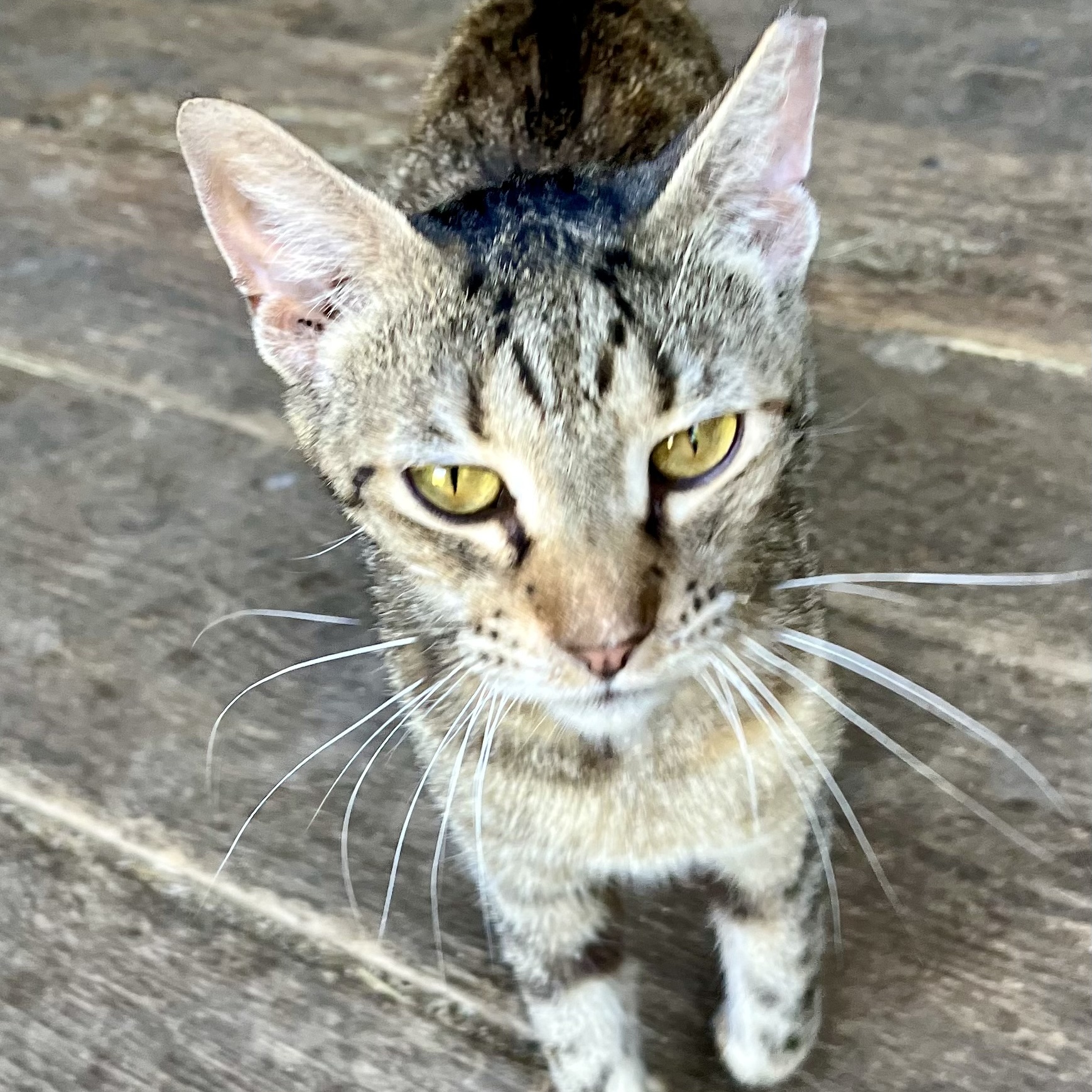 Enlarge Spade, a Adopted Domestic Short Hair in KNOXVILLE, MD image 1/2