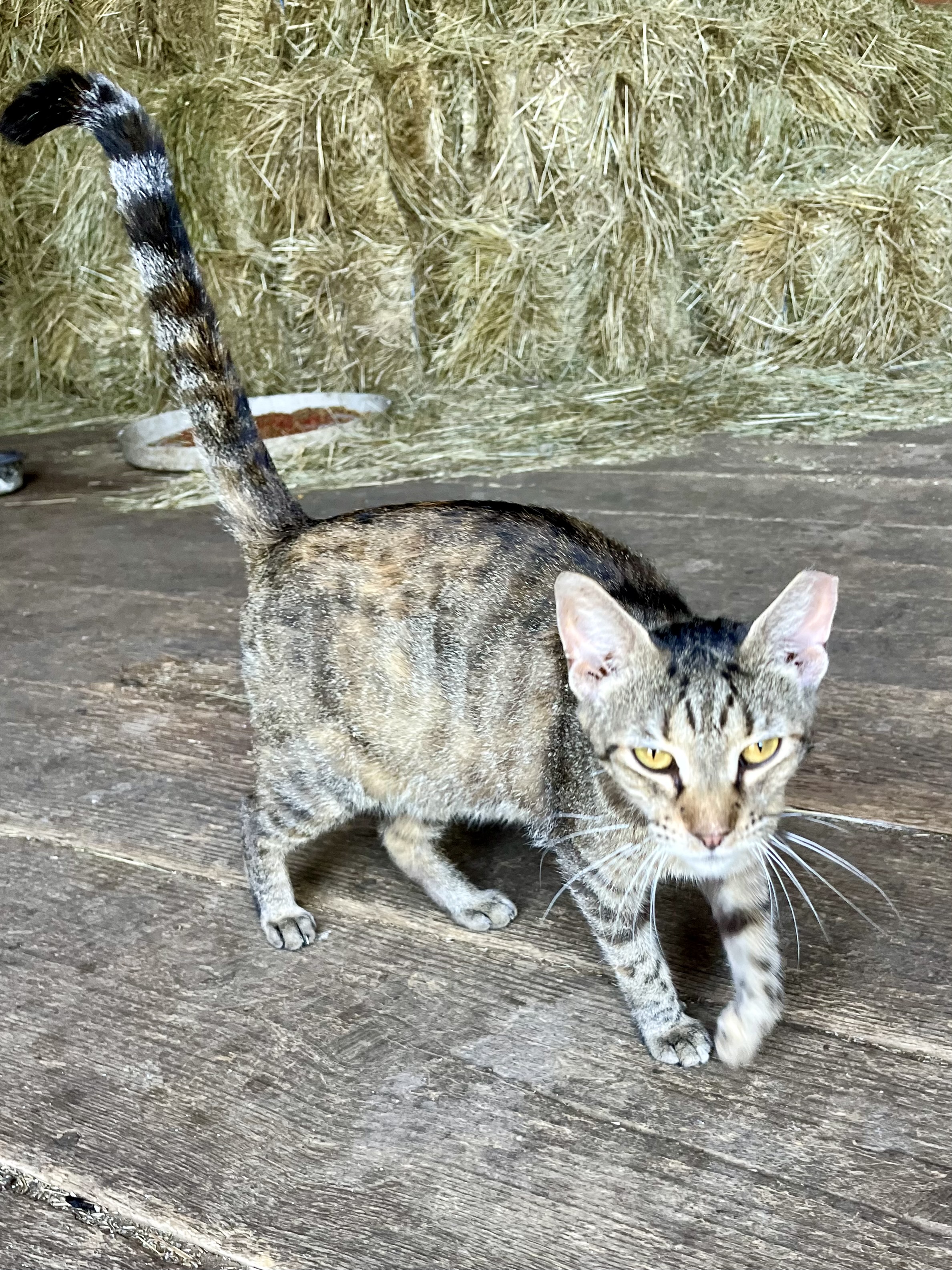 Enlarge Spade, a Adopted Domestic Short Hair in KNOXVILLE, MD image 2/2