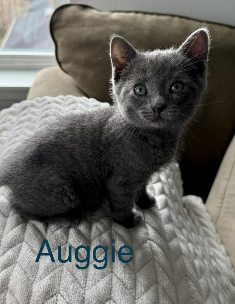 Enlarge Auggie, a Adoptable mixed breed in Fern Park, FL image 1/1