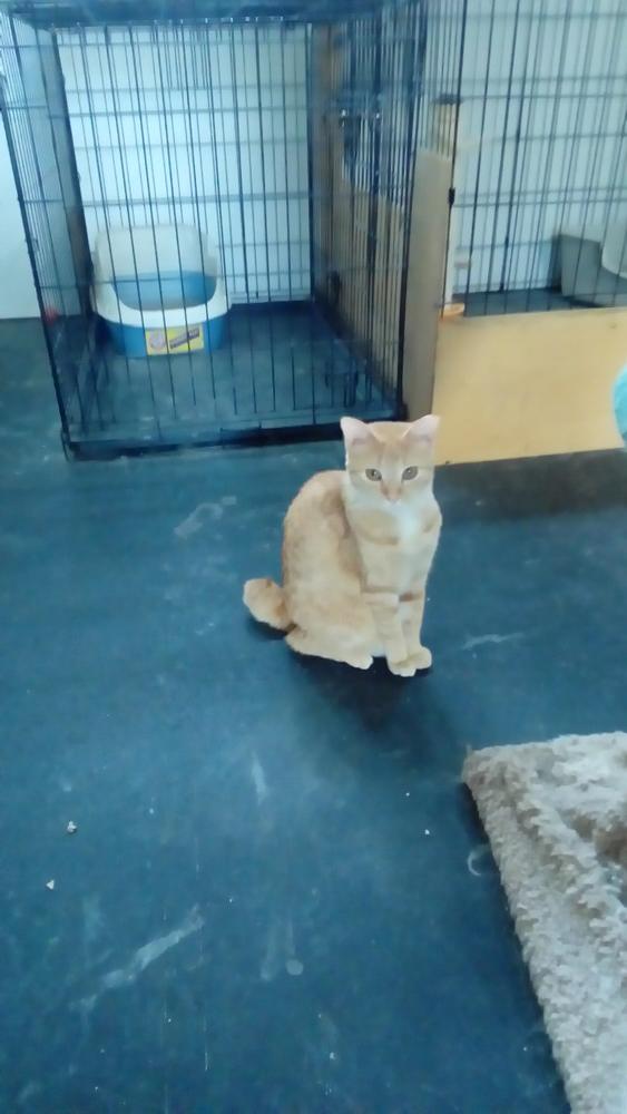 Enlarge Pumpkin, a Adoptable Domestic Short Hair in Fayetteville, TN image 1/5