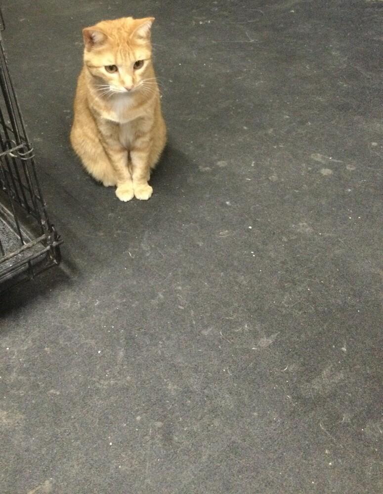 Pumpkin, Adoptable, Adult Female Domestic Short Hair.