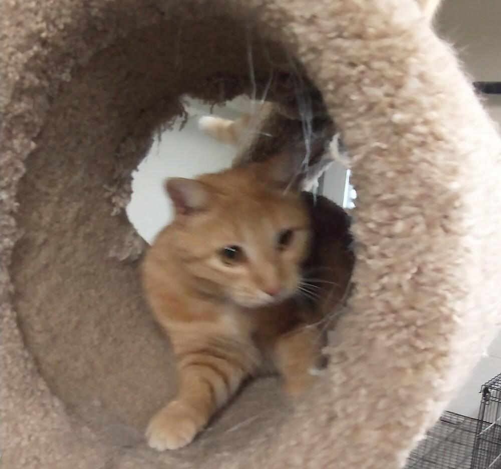 Enlarge Pumpkin, a Adoptable Domestic Short Hair in Fayetteville, TN image 3/5