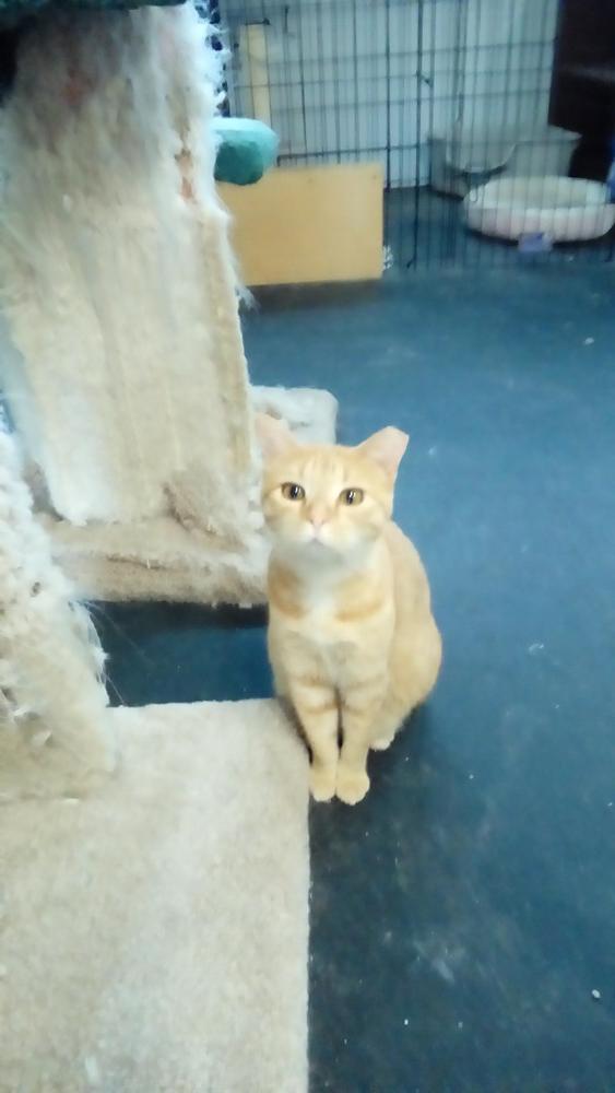 Enlarge Pumpkin, a Adoptable Domestic Short Hair in Fayetteville, TN image 4/5