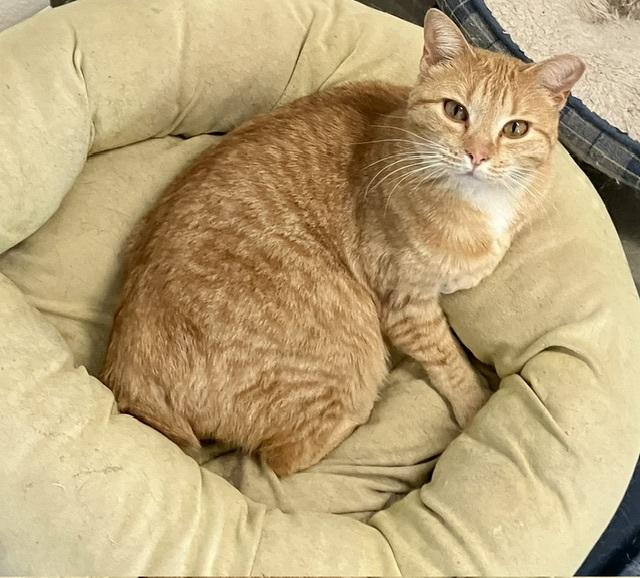 Enlarge Pumpkin, a Adoptable Domestic Short Hair in Fayetteville, TN image 5/5