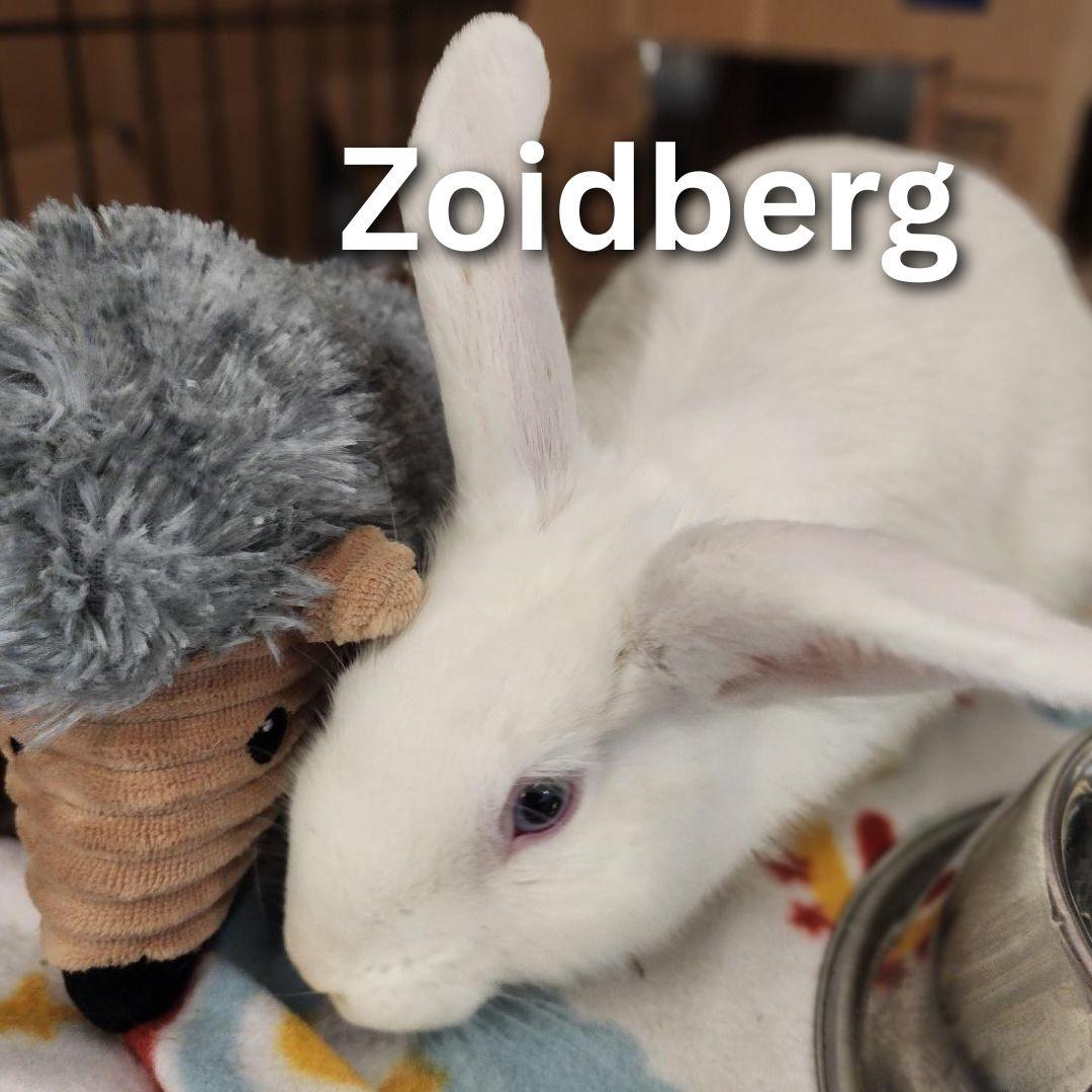 Zoidberg, Adoptable, Young Male New Zealand.