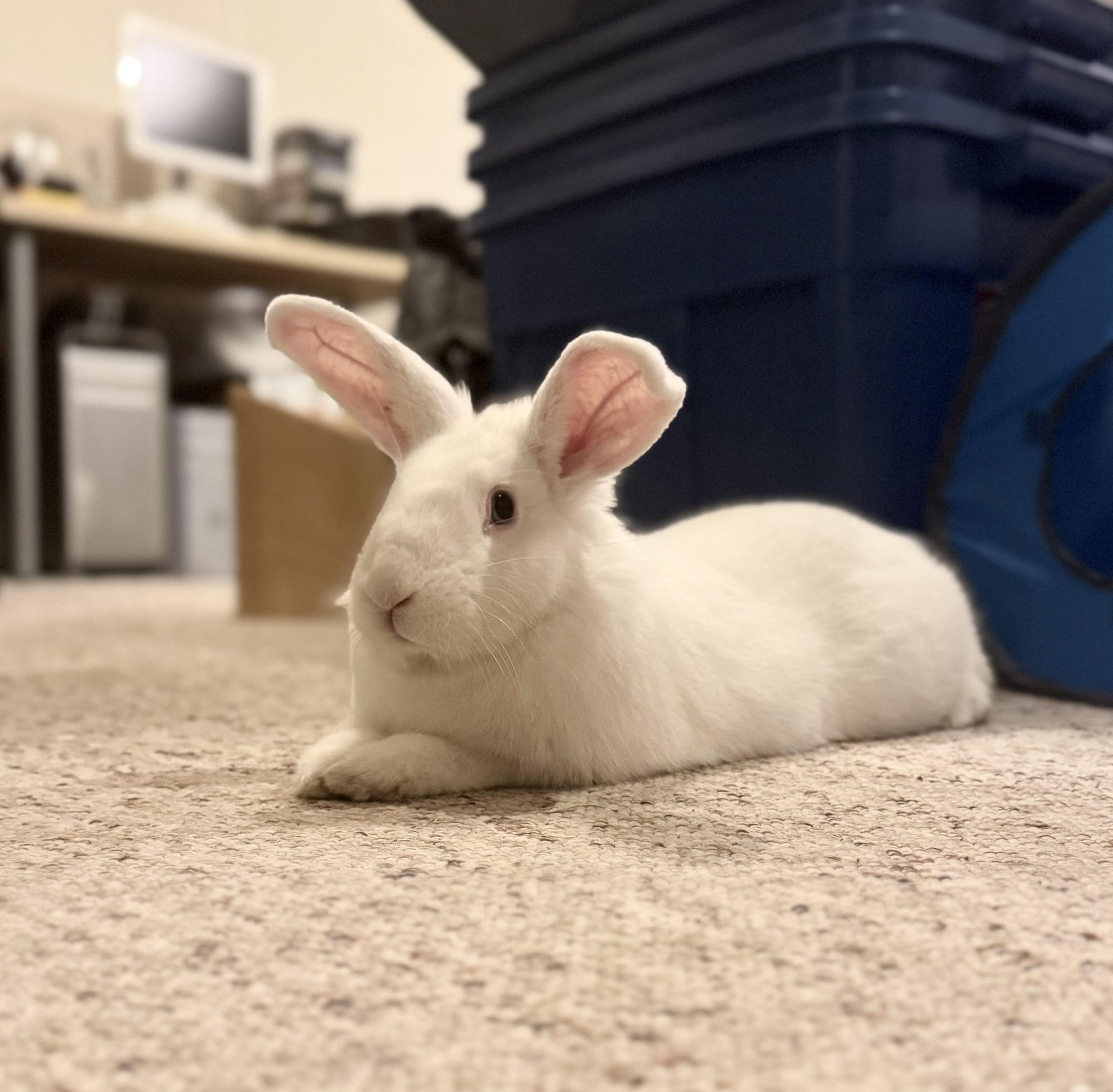Zoidberg, Adoptable, Adult Male Lionhead.