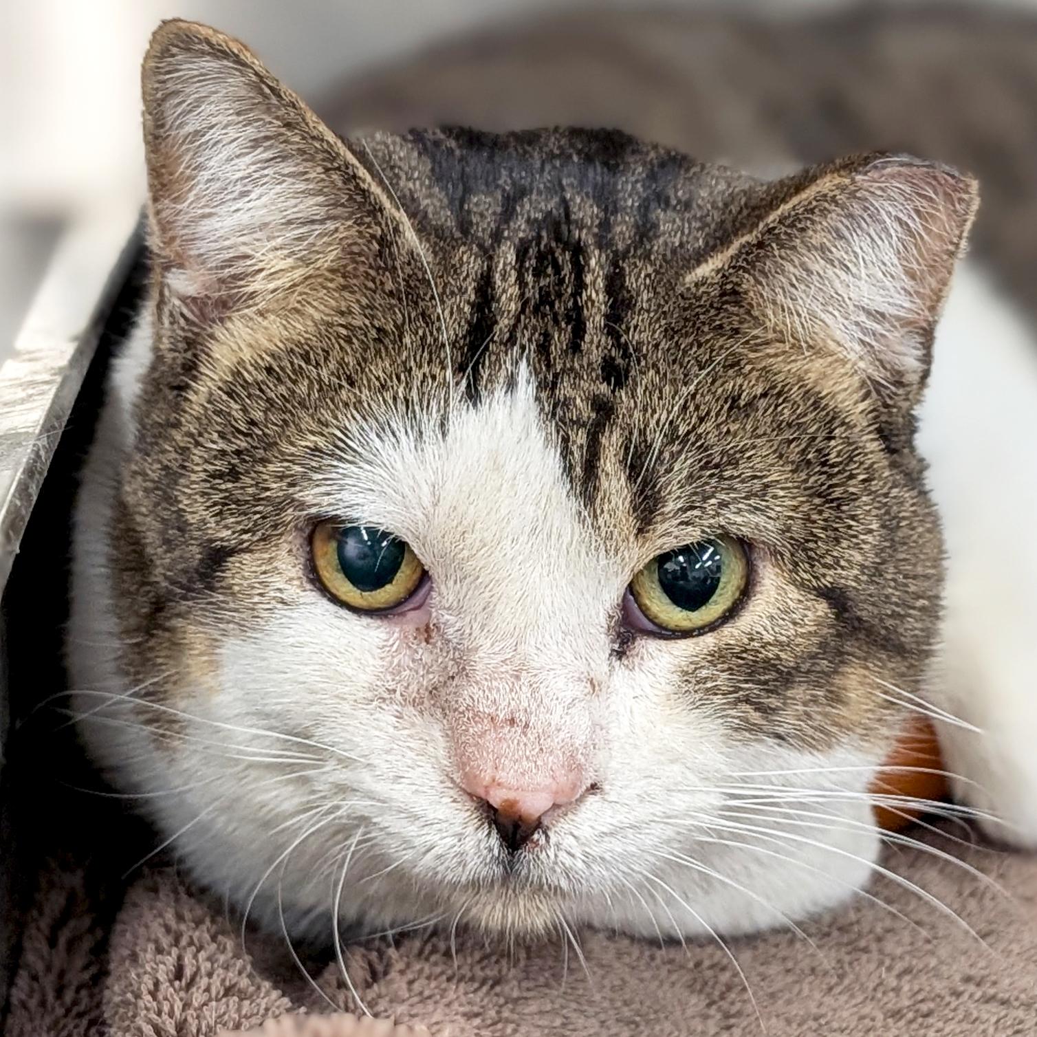 Woody - Working Cat!, Adoptable, Adult Male Domestic Short Hair.