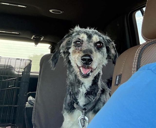 Enlarge Bunker, a Adoptable Mixed Breed in Seward, NE image 2/5