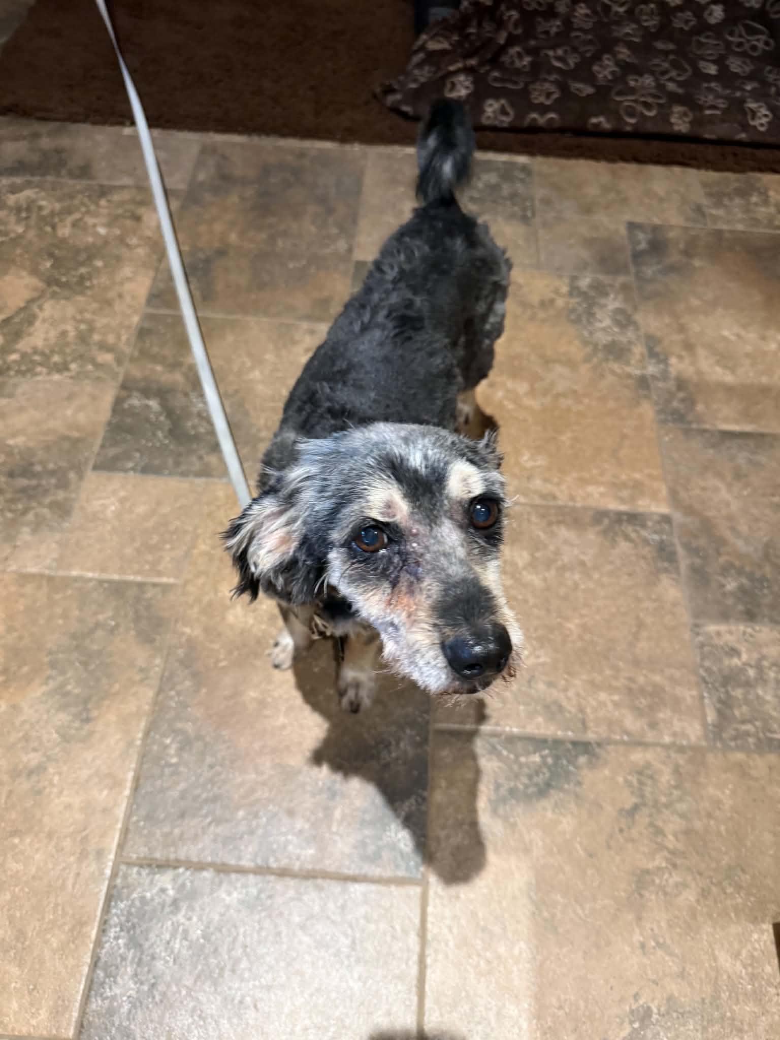 Enlarge Bunker, a Adoptable Mixed Breed in Seward, NE image 4/5