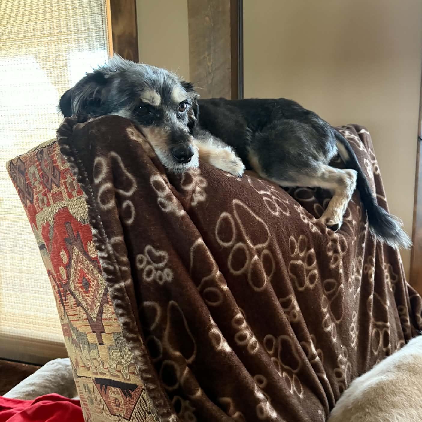 Enlarge Bunker, a Adoptable Mixed Breed in Seward, NE image 5/5