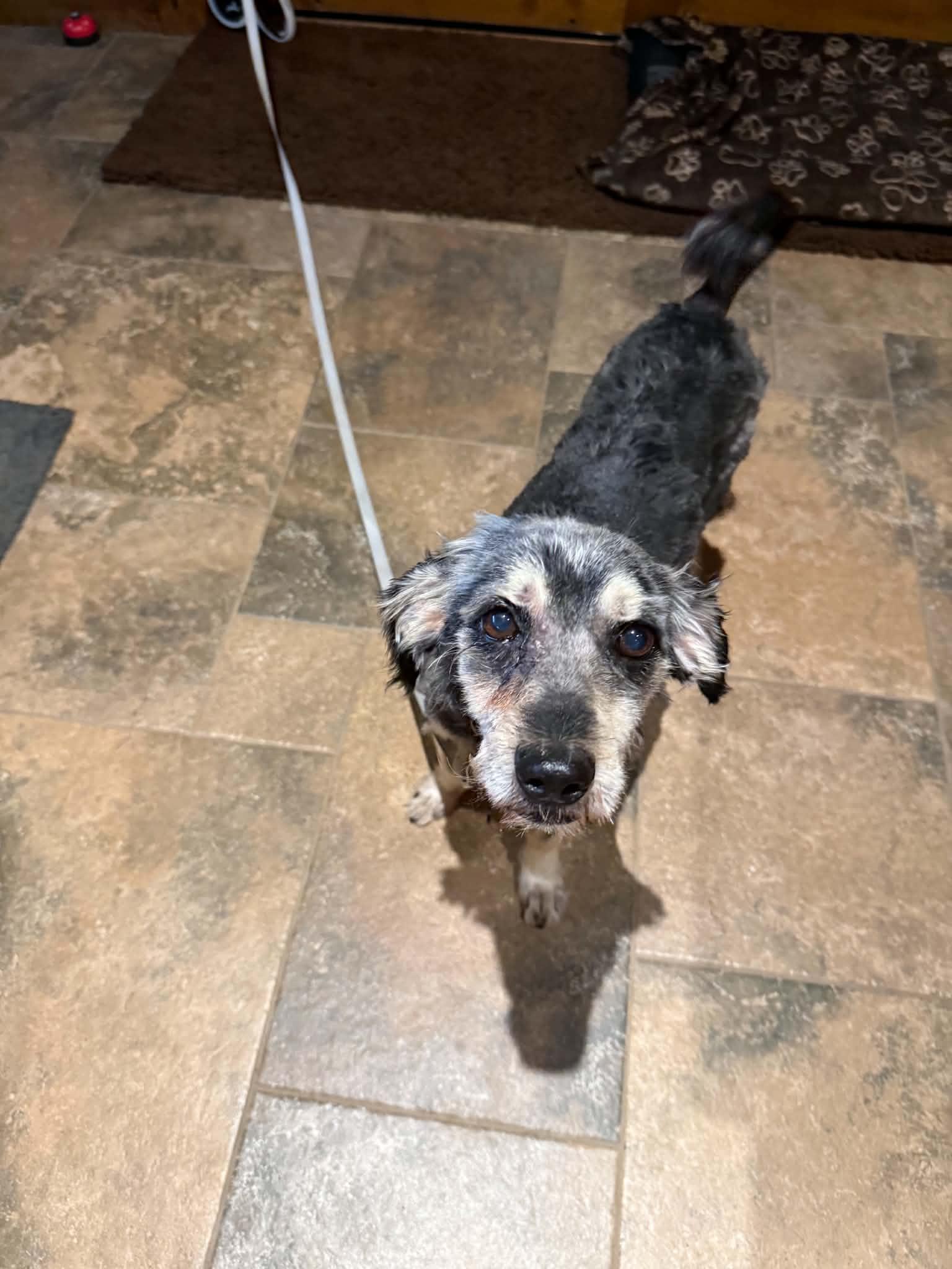 Enlarge Bunker, a Adoptable Mixed Breed in Seward, NE image 3/5