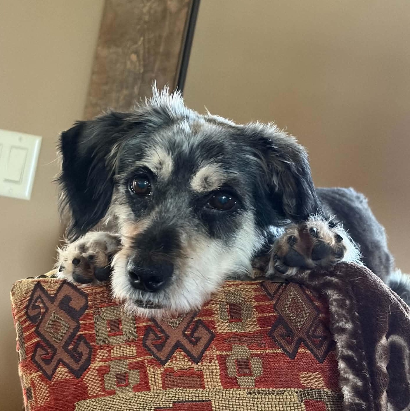 Bunker, Adoptable, Adult Male Mixed Breed.