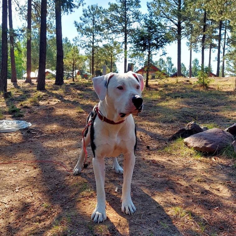 Jonah, Adoptable, Adult Male American Staffordshire Terrier.
