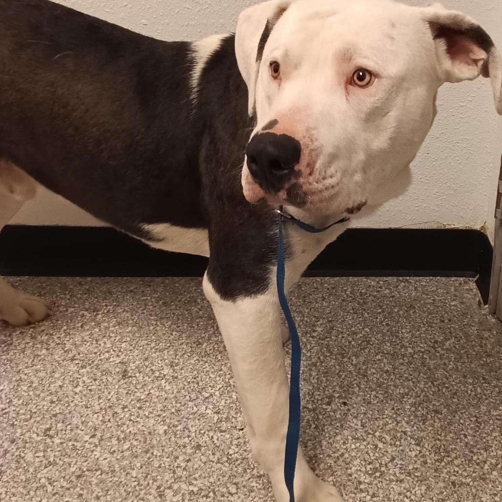 Jonah, Adoptable, Adult Male American Staffordshire Terrier.