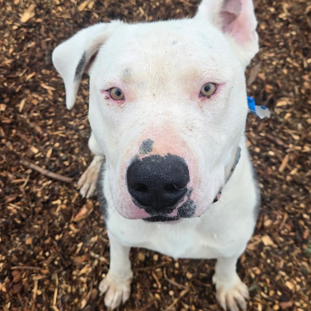 Enlarge Jonah, a Adoptable American Staffordshire Terrier in Taos, NM image 2/6