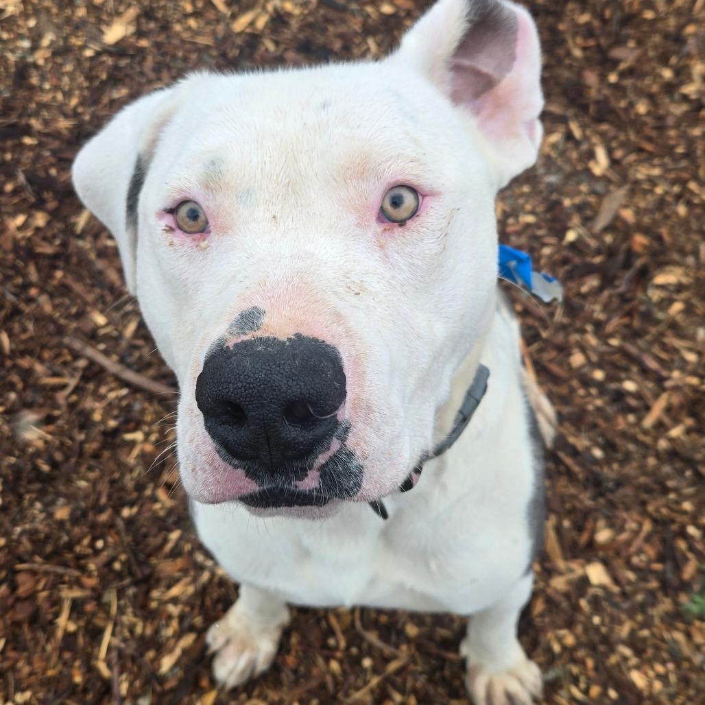 Enlarge Jonah, a Adoptable American Staffordshire Terrier in Taos, NM image 3/6
