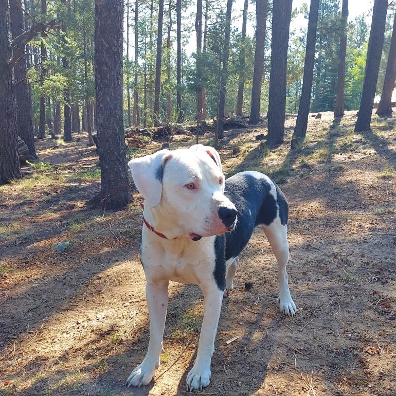 Enlarge Jonah, a Adoptable American Staffordshire Terrier in Taos, NM image 3/4