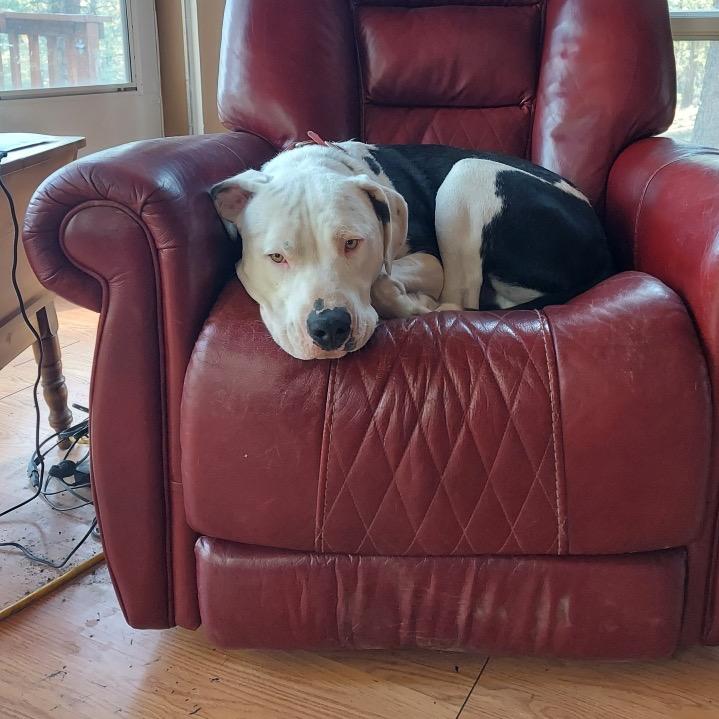 Enlarge Jonah, a Adoptable American Staffordshire Terrier in Taos, NM image 4/4