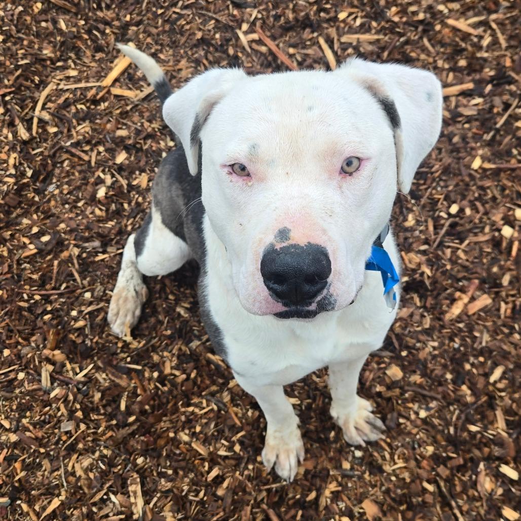 Enlarge Jonah, a Adoptable American Staffordshire Terrier in Taos, NM image 4/6