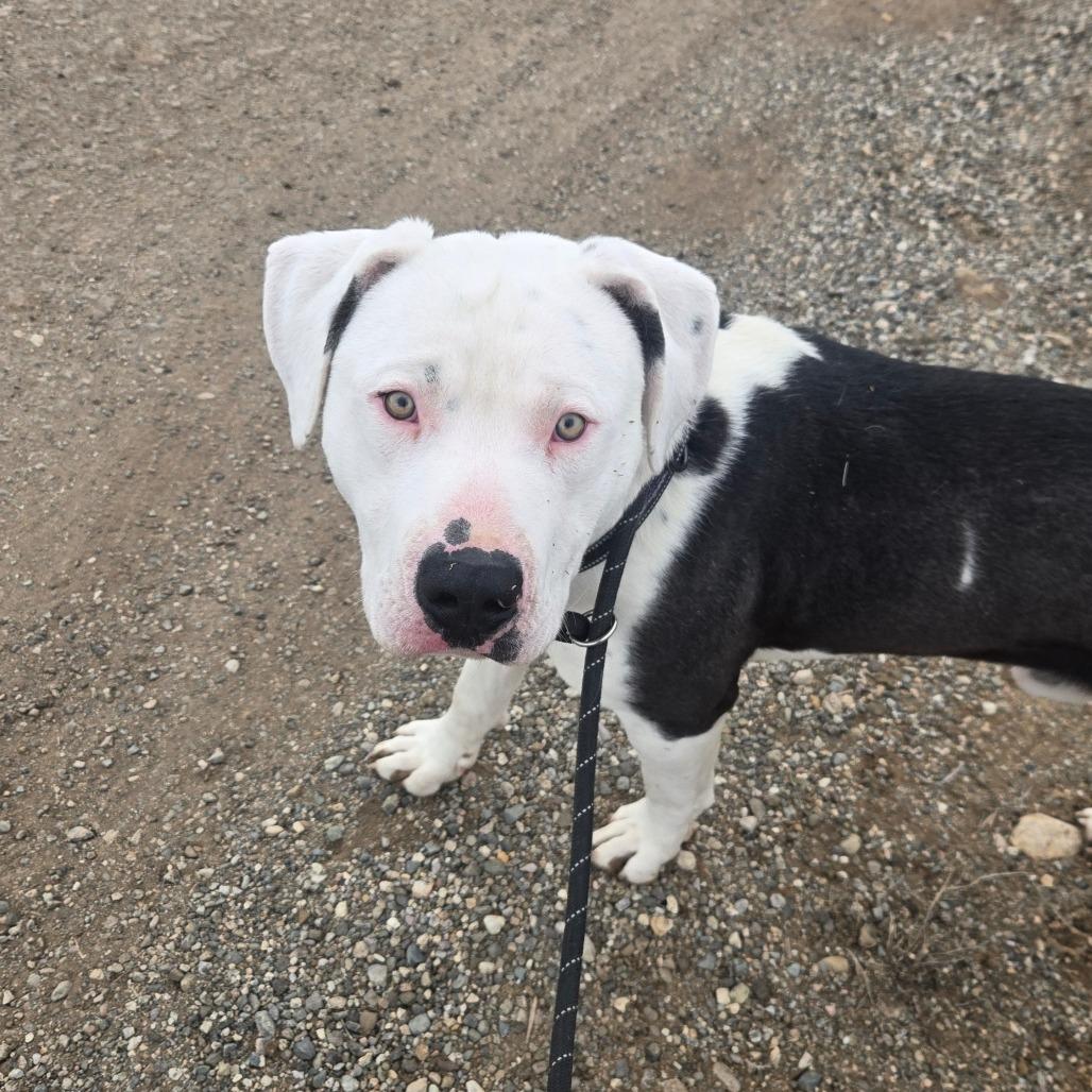 Enlarge Jonah, a Adoptable American Staffordshire Terrier in Taos, NM image 2/2