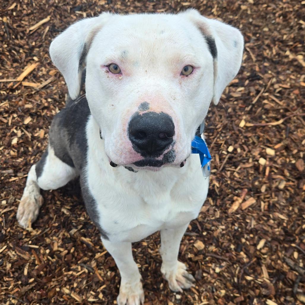 Enlarge Jonah, a Adoptable American Staffordshire Terrier in Taos, NM image 6/6