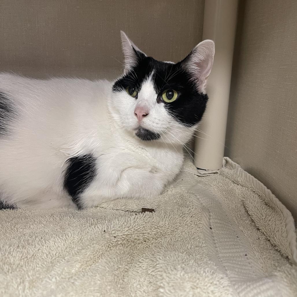 Gertrude, Adoptable, Senior Female Domestic Short Hair.