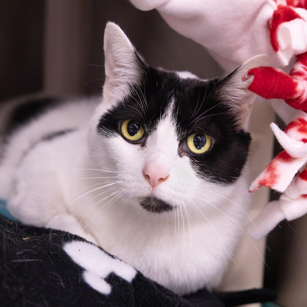Enlarge Gertrude, a Adoptable Domestic Short Hair in Mentor, OH image 2/2