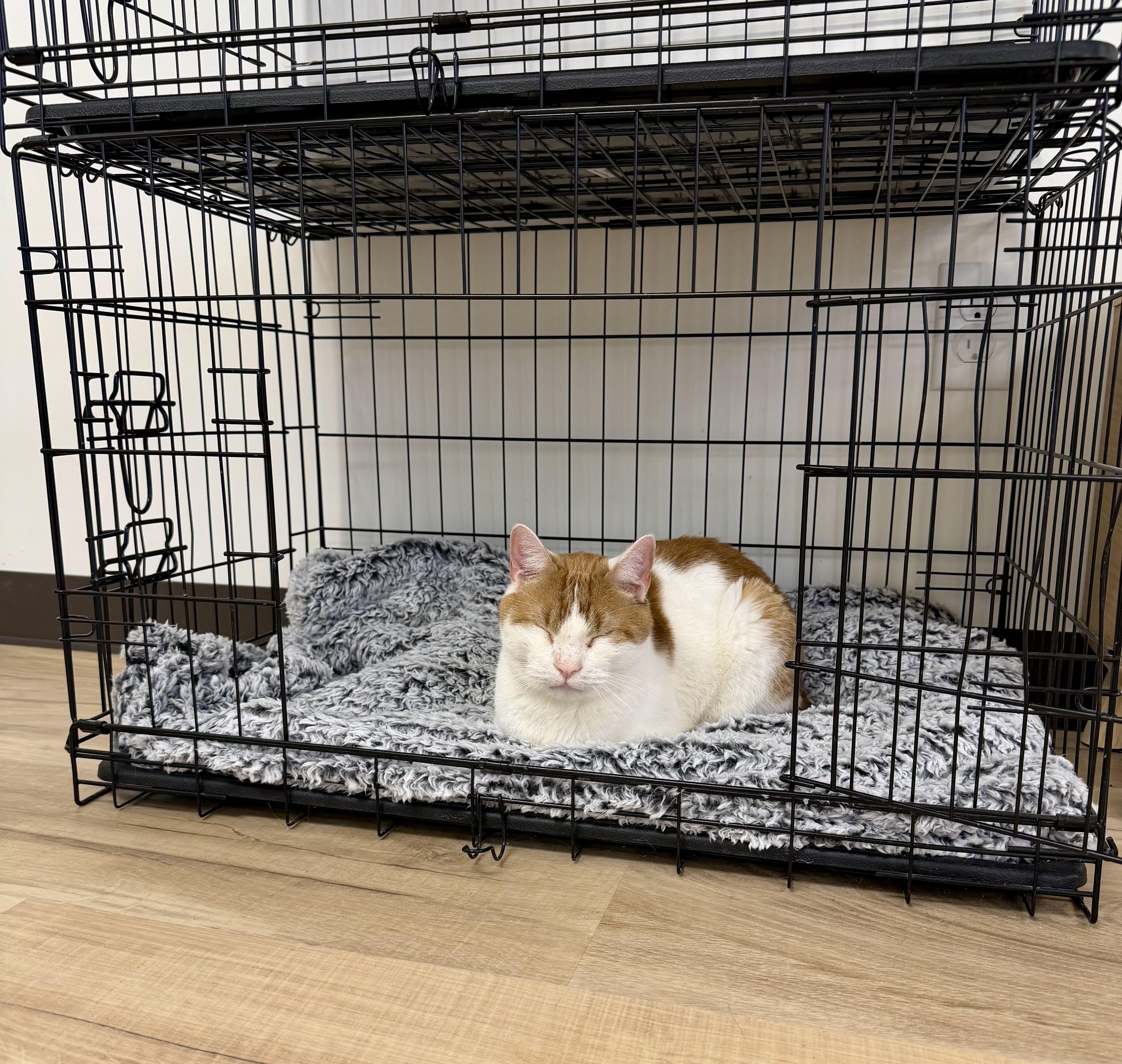 Flame, an adoptable Domestic Short Hair in Plainville, CT image 5/6