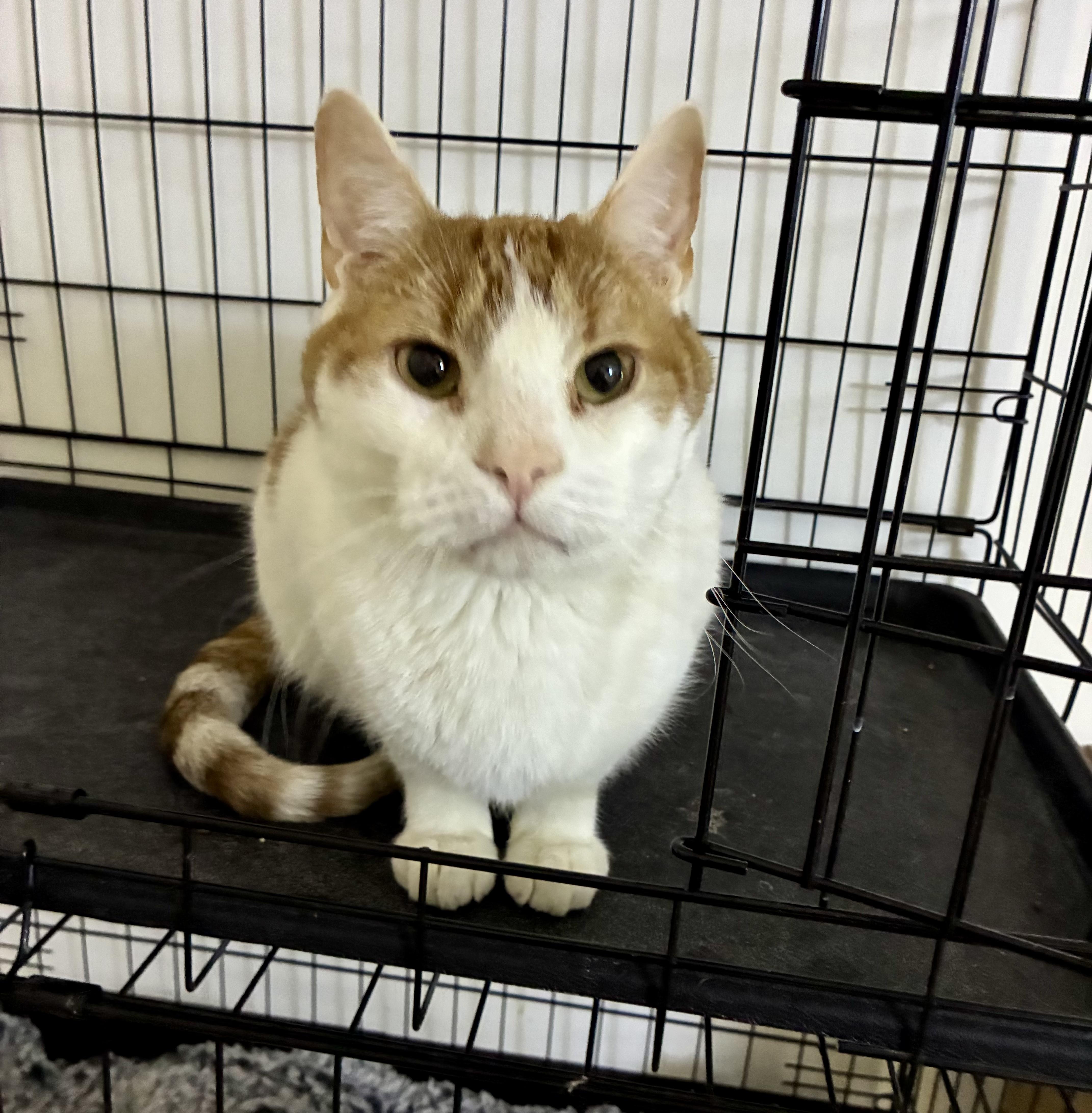 Flame, an adoptable Domestic Short Hair in Plainville, CT image 6/6