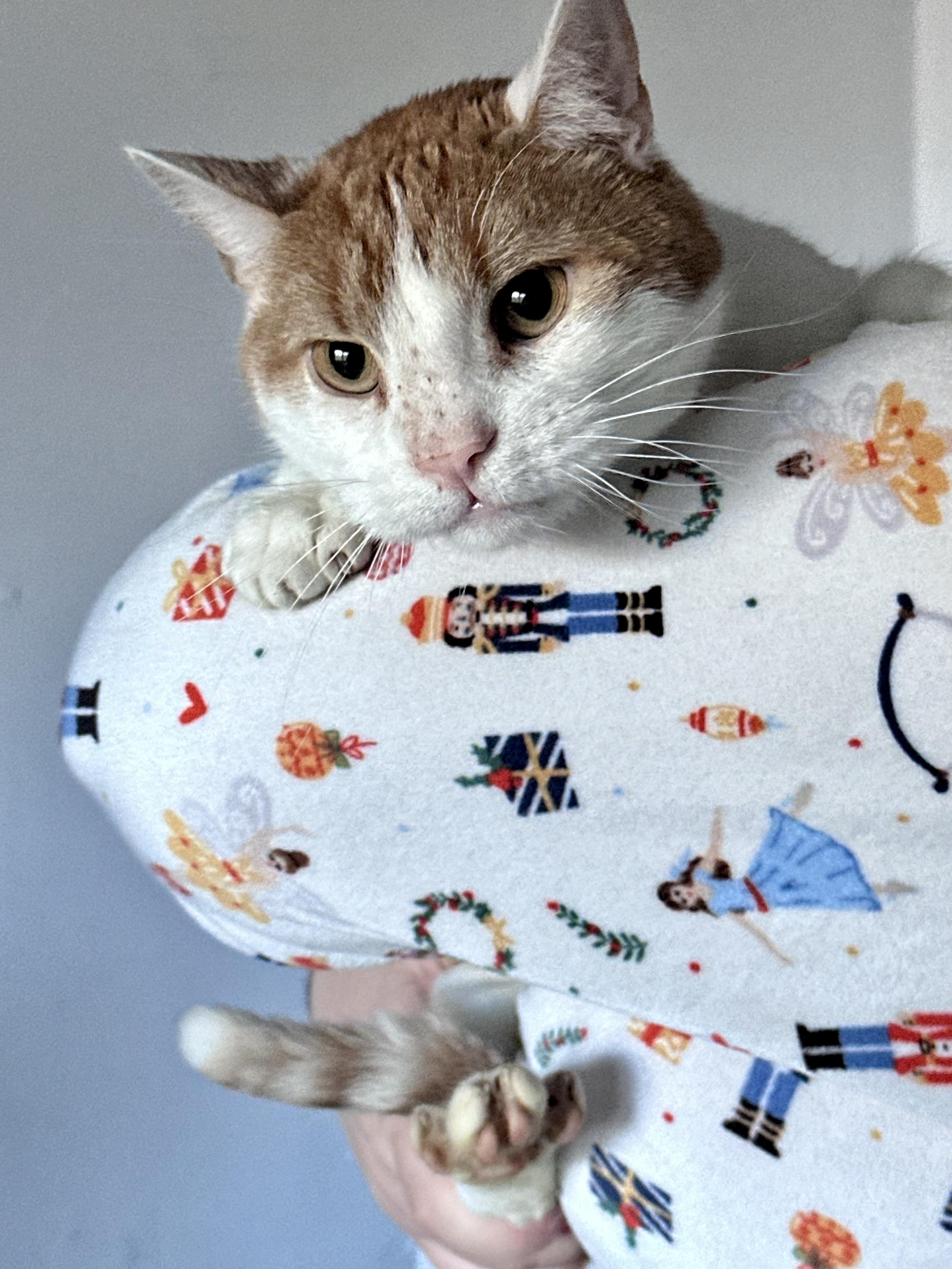 Flame, an adoptable Domestic Short Hair in Plainville, CT image 4/6