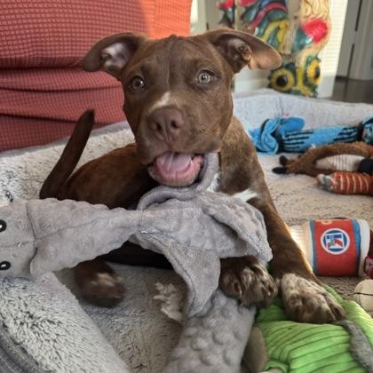 Mr. Pibb, Adoptable, Puppy Male Mixed Breed & Mixed Breed.