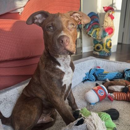 Enlarge Mr. Pibb, a Adoptable mixed breed in Merriam, KS image 2/3