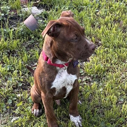 Enlarge Mr. Pibb, a Adoptable mixed breed in Merriam, KS image 3/3