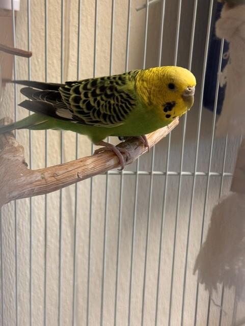 Enlarge A173099, a Adoptable Parakeet (Other) in South Lake Tahoe, CA image 1/1