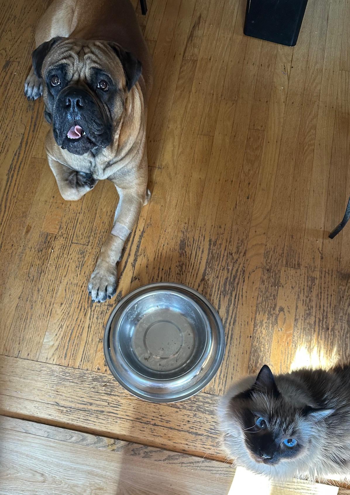 Enlarge Scooby. - CA , a ADOPTABLE Bullmastiff in Santa Barbara, CA image 4/5