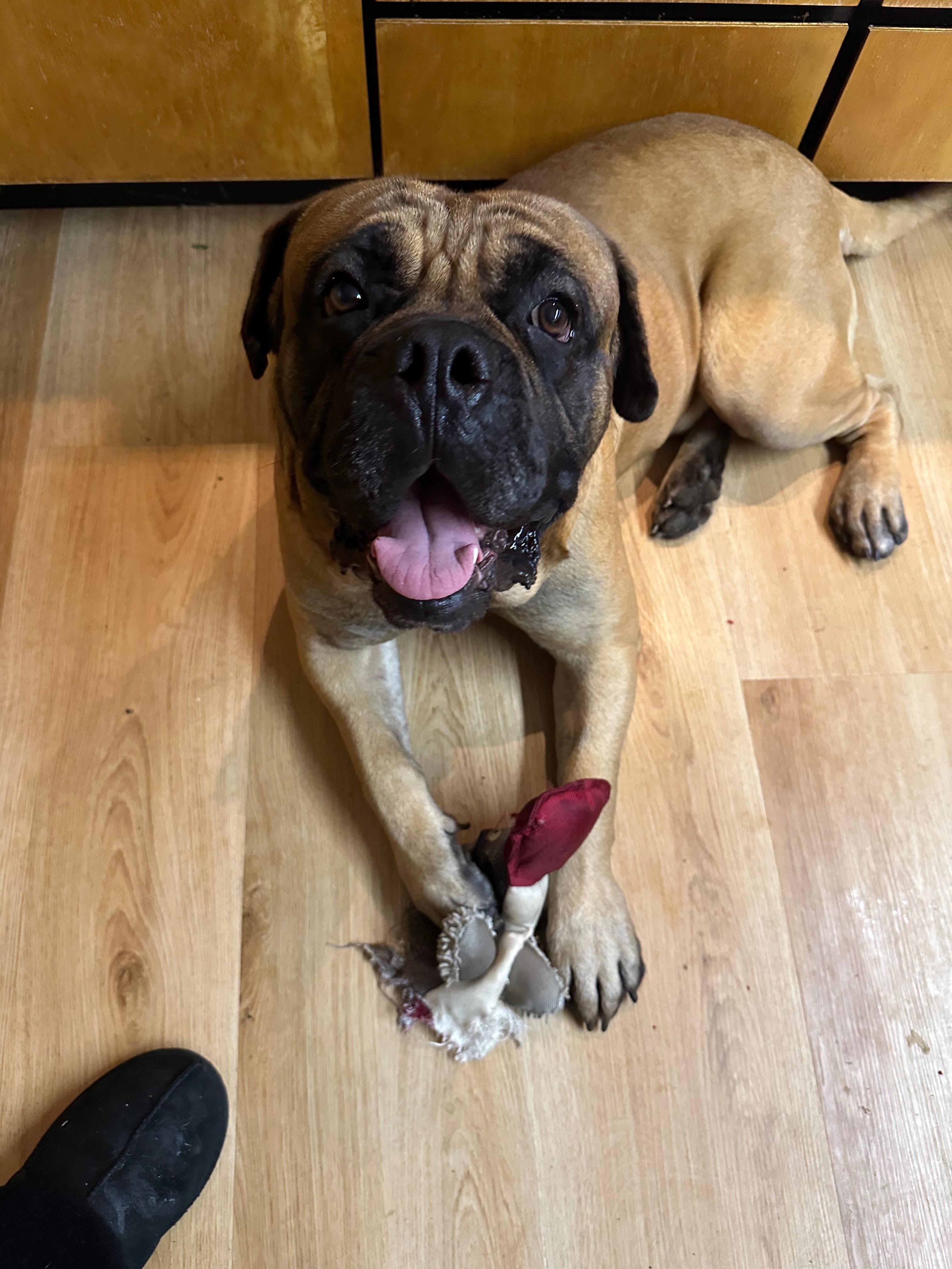 Enlarge Scooby. - CA , a ADOPTABLE Bullmastiff in Santa Barbara, CA image 3/5