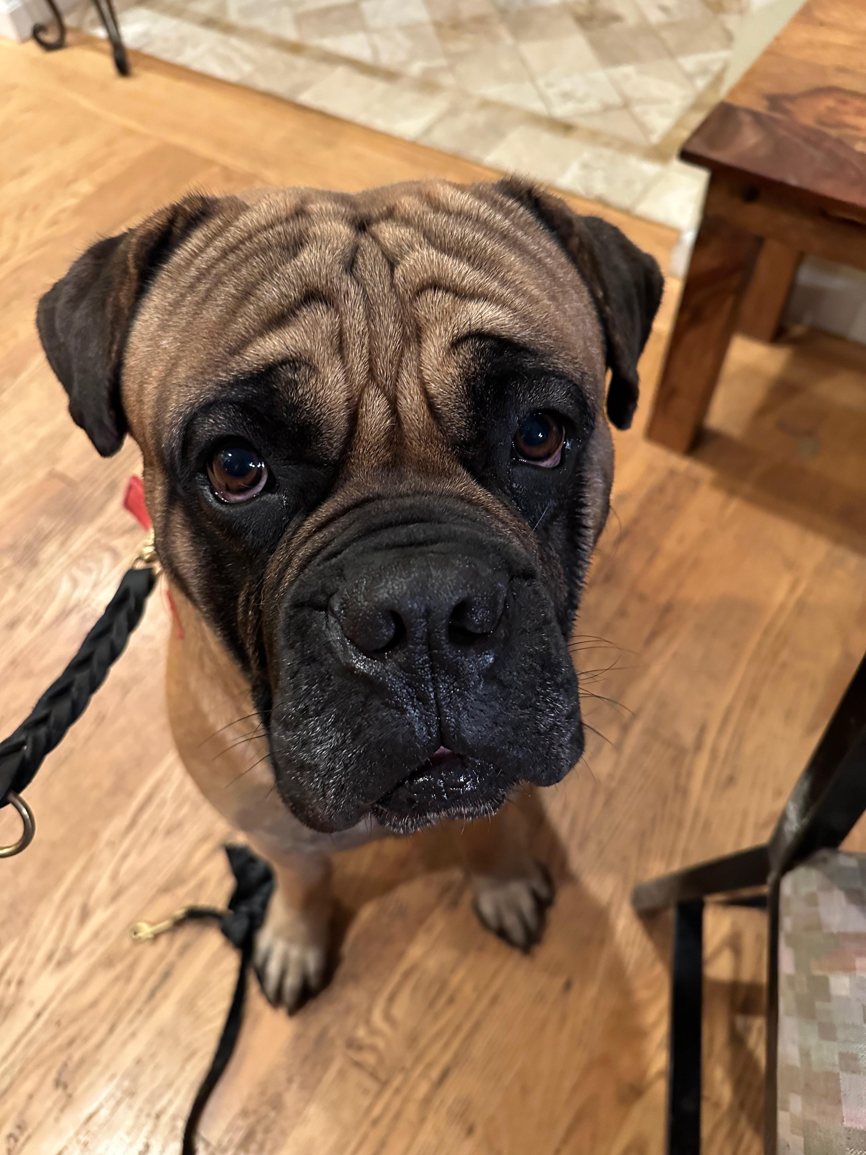 Enlarge Scooby. - CA , a ADOPTABLE Bullmastiff in Santa Barbara, CA image 5/5