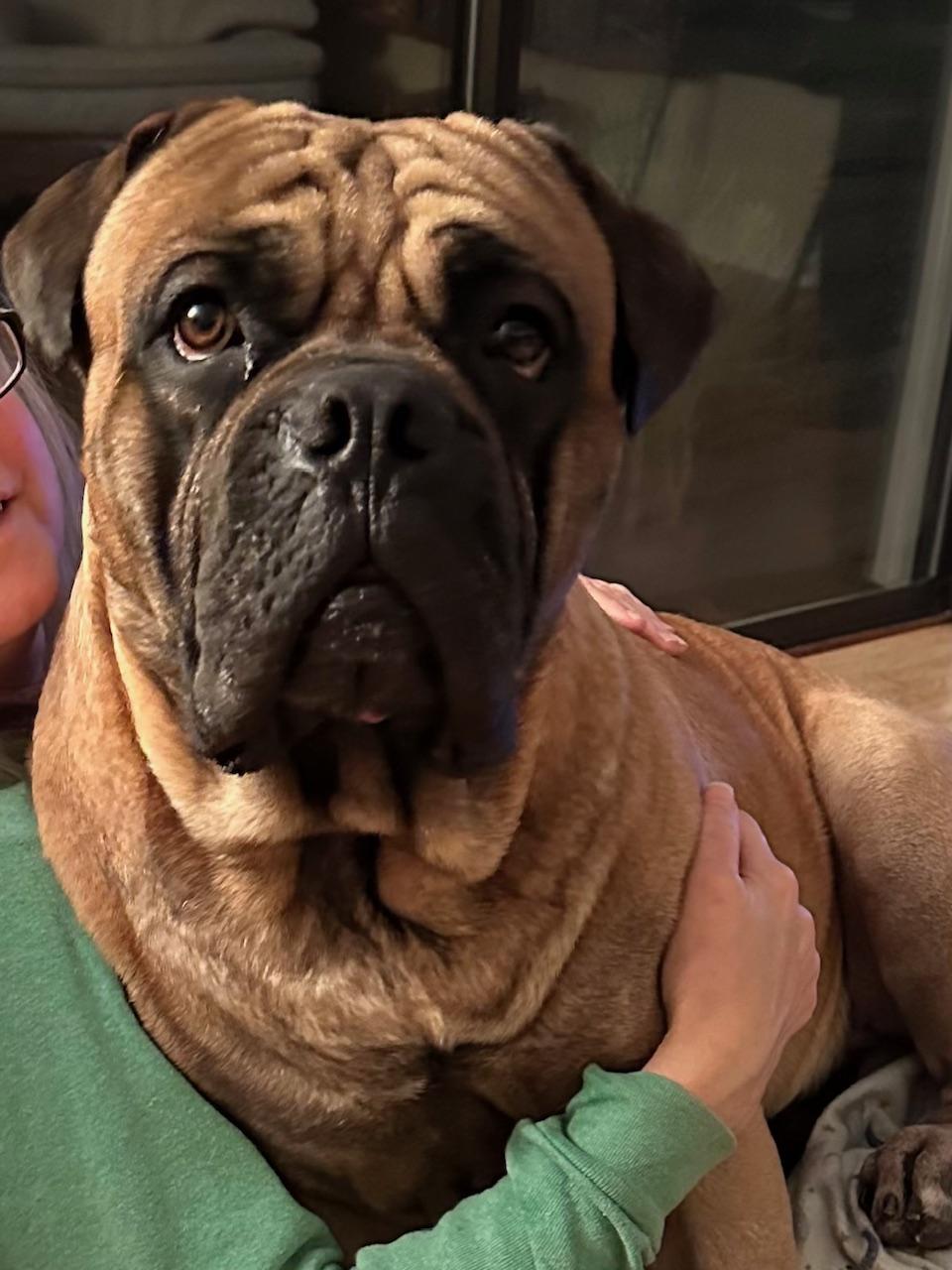 Enlarge Scooby. - CA , a ADOPTABLE Bullmastiff in Santa Barbara, CA image 1/5