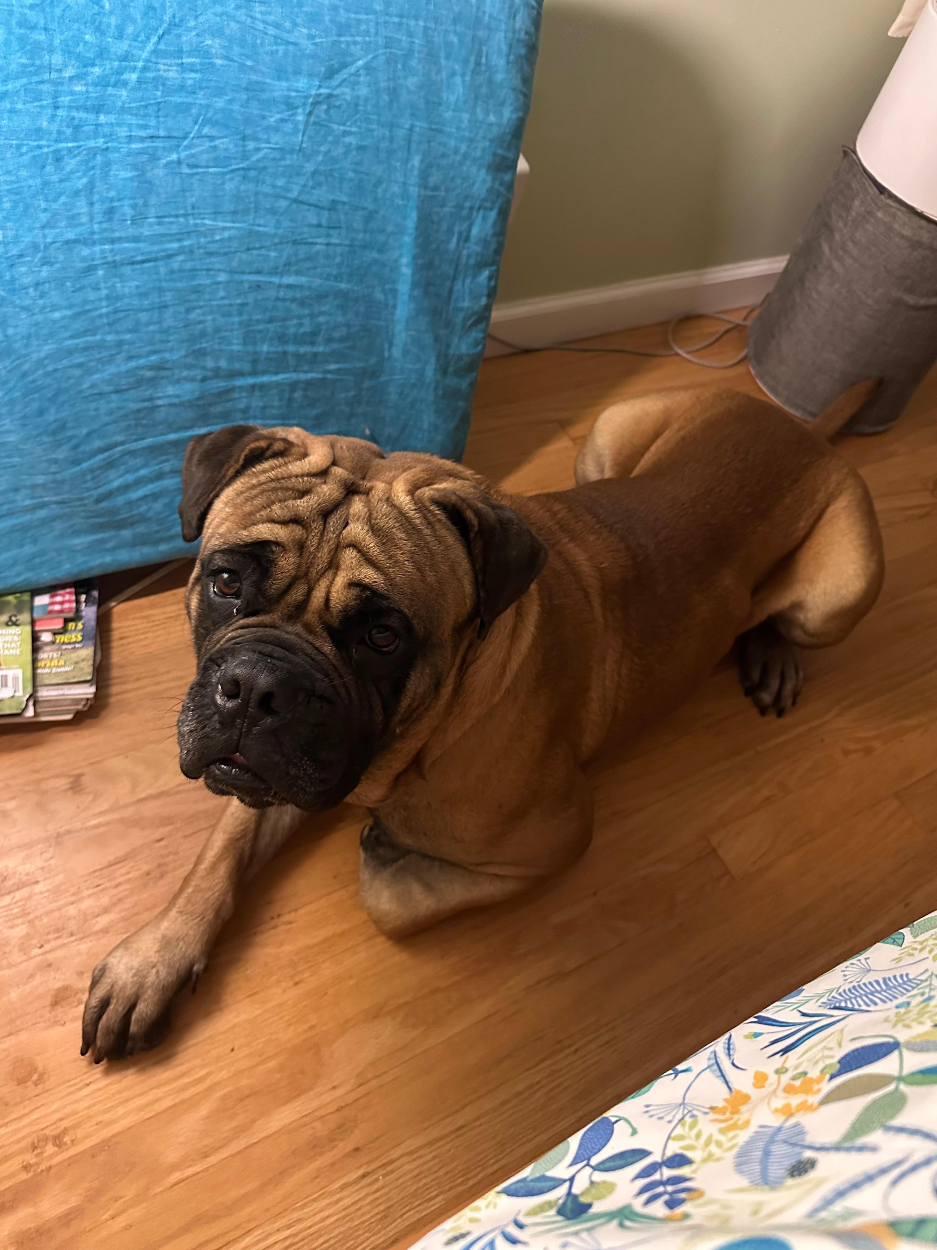Enlarge Scooby. - CA , a ADOPTABLE Bullmastiff in Santa Barbara, CA image 2/5