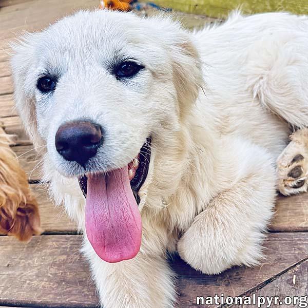Enlarge Ridge in VA - Inquisitive, Happy, & Friendly!, an adopted Great Pyrenees in Vienna, VA image 1/3
