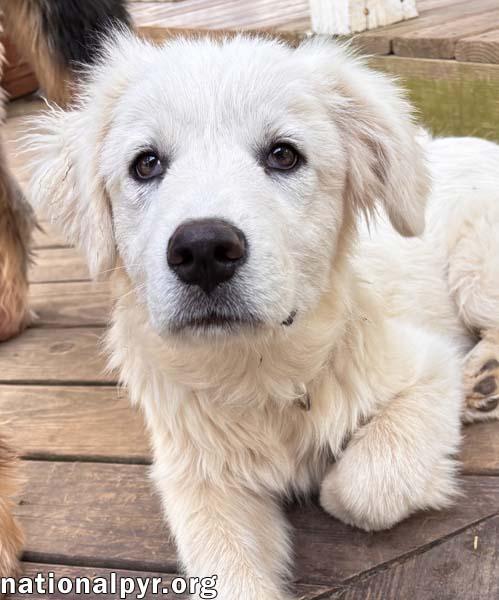 Enlarge Ridge in VA - Inquisitive, Happy, & Friendly!, an adopted Great Pyrenees in Vienna, VA image 2/3