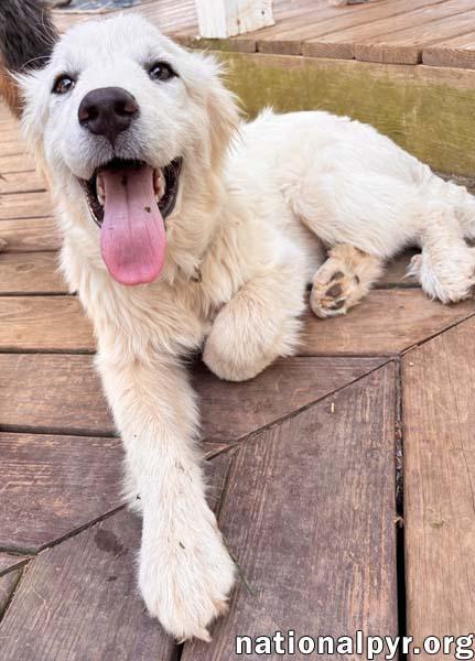 Enlarge Ridge in VA - Inquisitive, Happy, & Friendly!, an adopted Great Pyrenees in Vienna, VA image 3/3